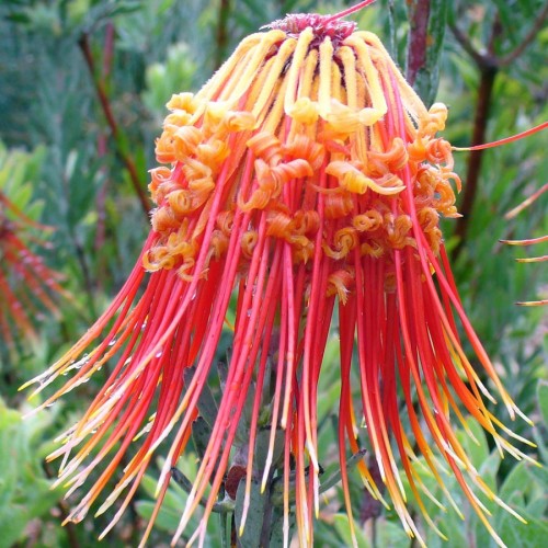 Threatened South African Plants