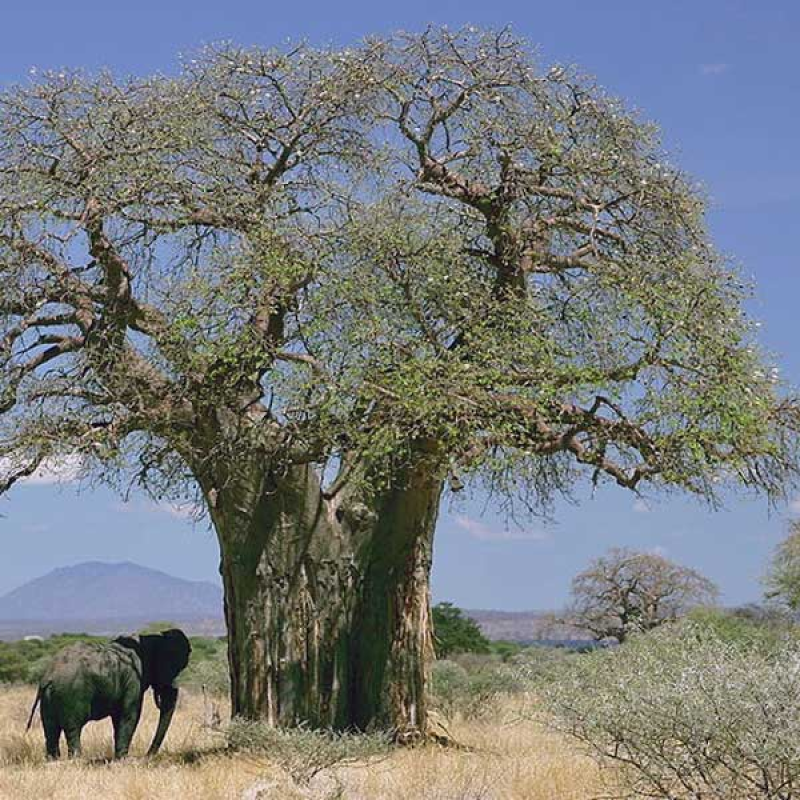 ADANSONIA digitata - African Baobab | Image by Ferdinand Reus CC BY-SA 2.2