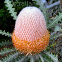 BANKSIA hookeriana | Eneabba Banksia