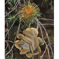 BANKSIA laricina | Rose Fruited Banksia