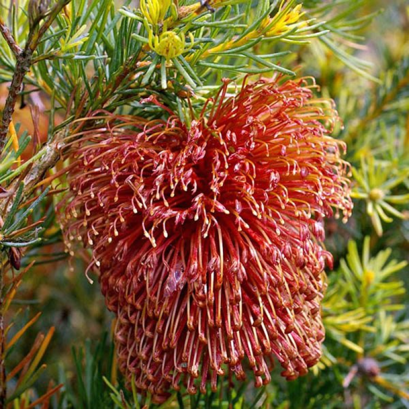 BANKSIA nutans | Nodding Banksia
