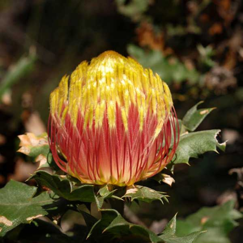BANKSIA undata syn. Dryandra praemorsa | Image by Jean and Fred 2.0 Generic (CC BY 2.0)