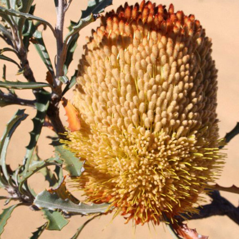 BANKSIA audax -Dwarf Dryland Banksia | *Image by Cas Liber Creative Commons Attribution-Share Alike 2.5 (Resized)