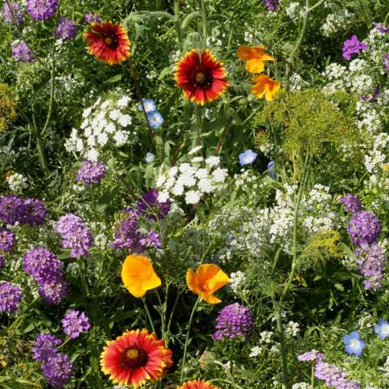 Beneficial Insect Seed Mixture | 
