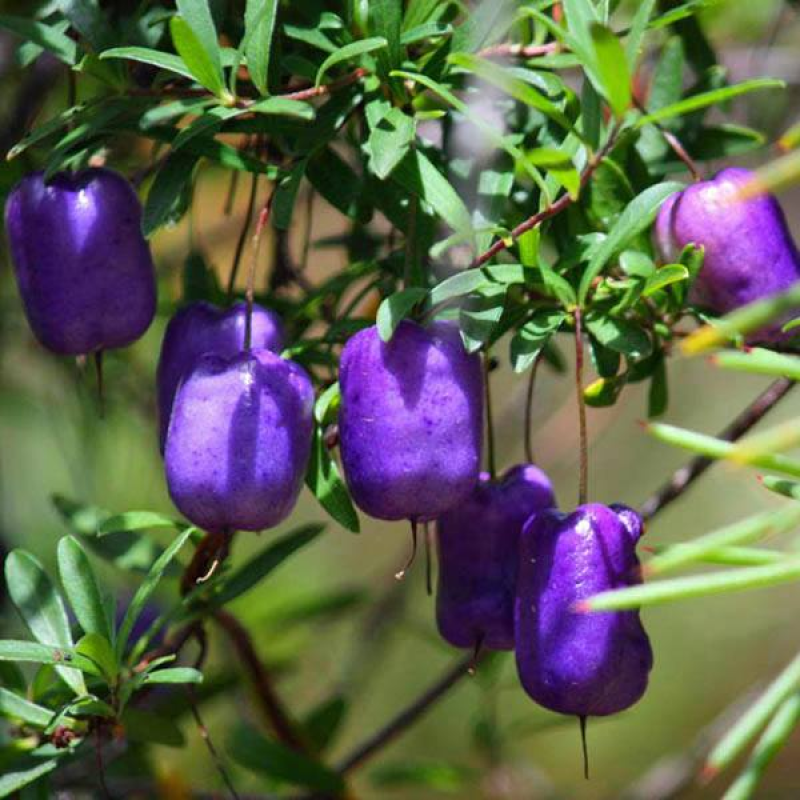 BILLARDIERA longiflora | Purple Apple Berry