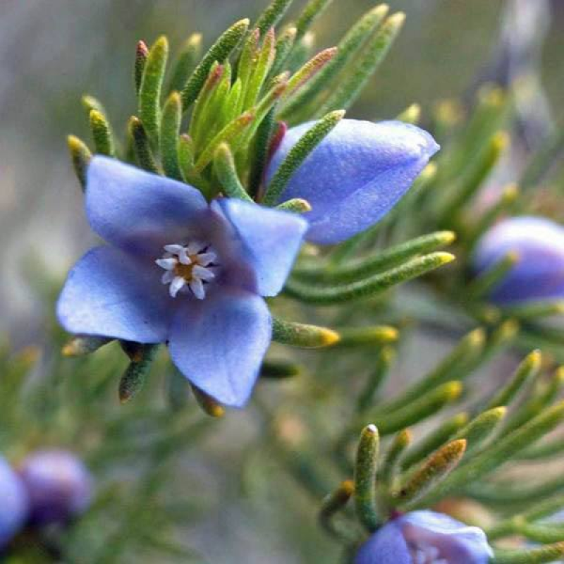BORONIA ramosa - Blue Boronia | Blue Boronia