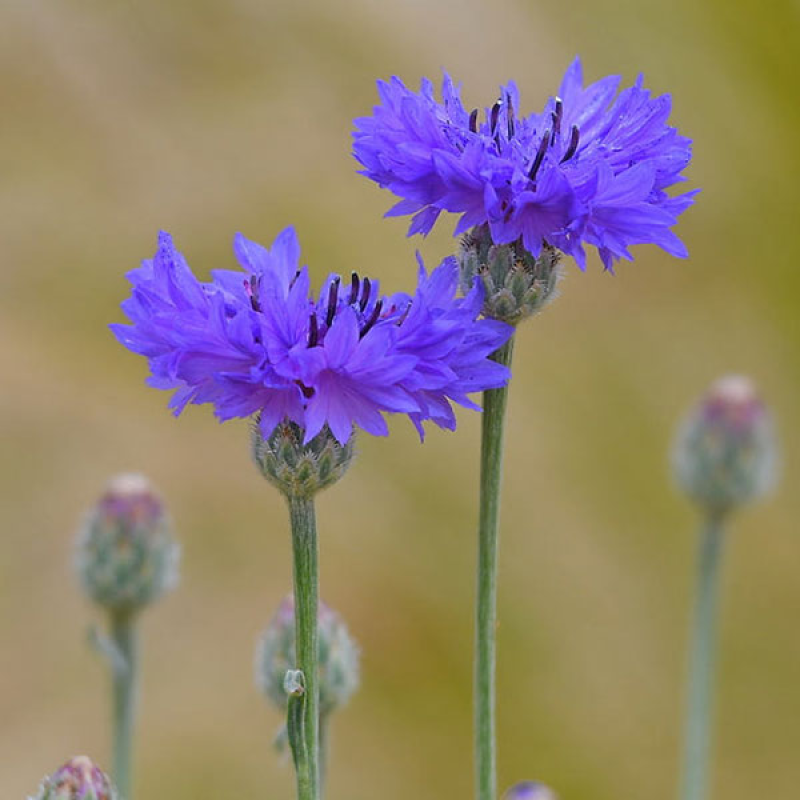 CENTAUREA cyanus - Cornflower Tall Blue | Image by Terry Lucas CC 3.0 Unported