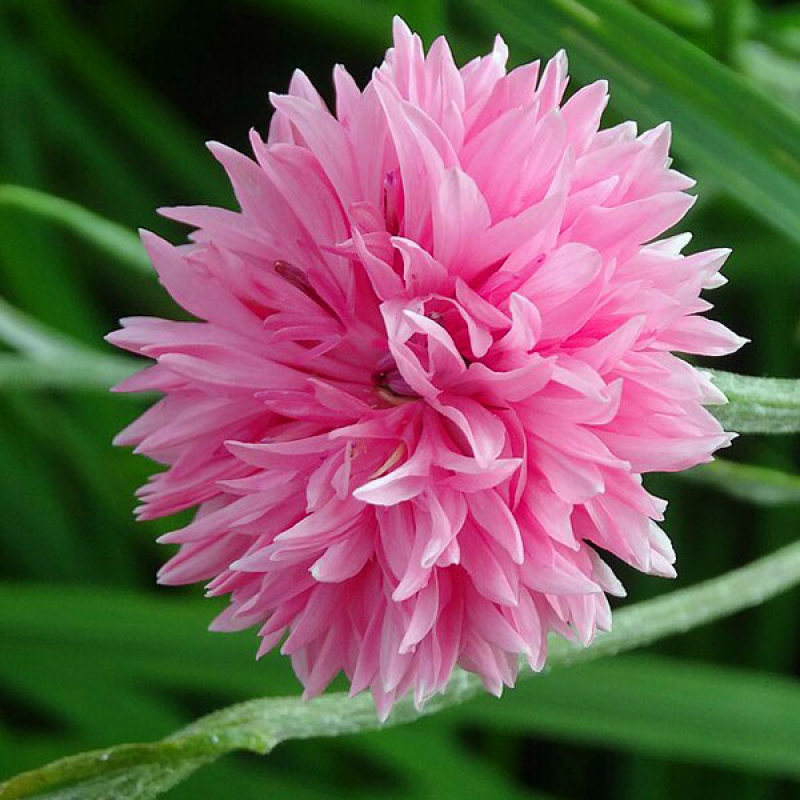 CENTAUREA cyanus - Cornflower Tall Pink | Image by W.Pfahler ShareAlike 3.0 Unport