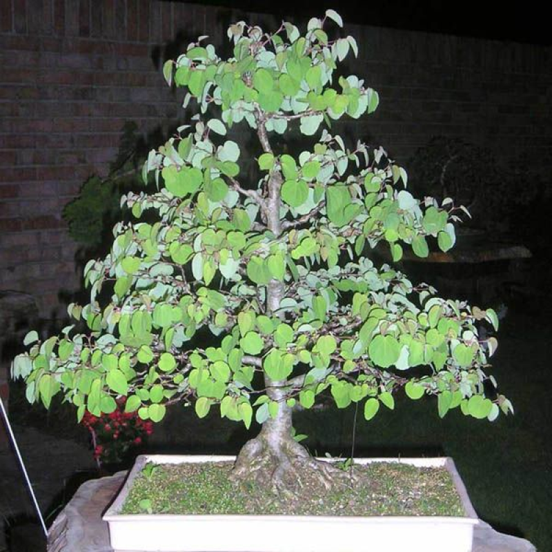 CERCIDIPHYLLUM japonicum bonsai | 
