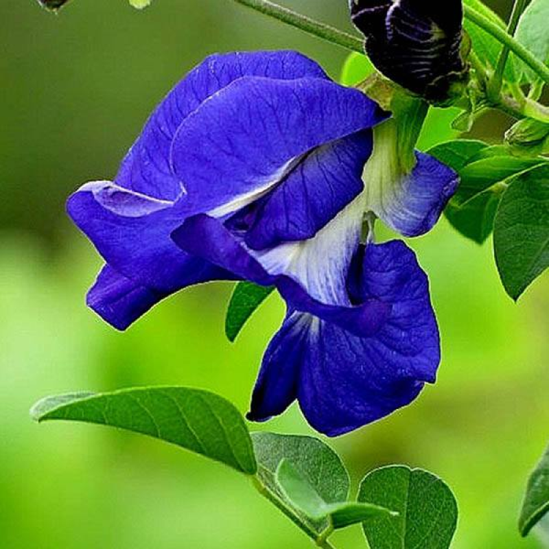 CLITORIA Butterfly Pea | 