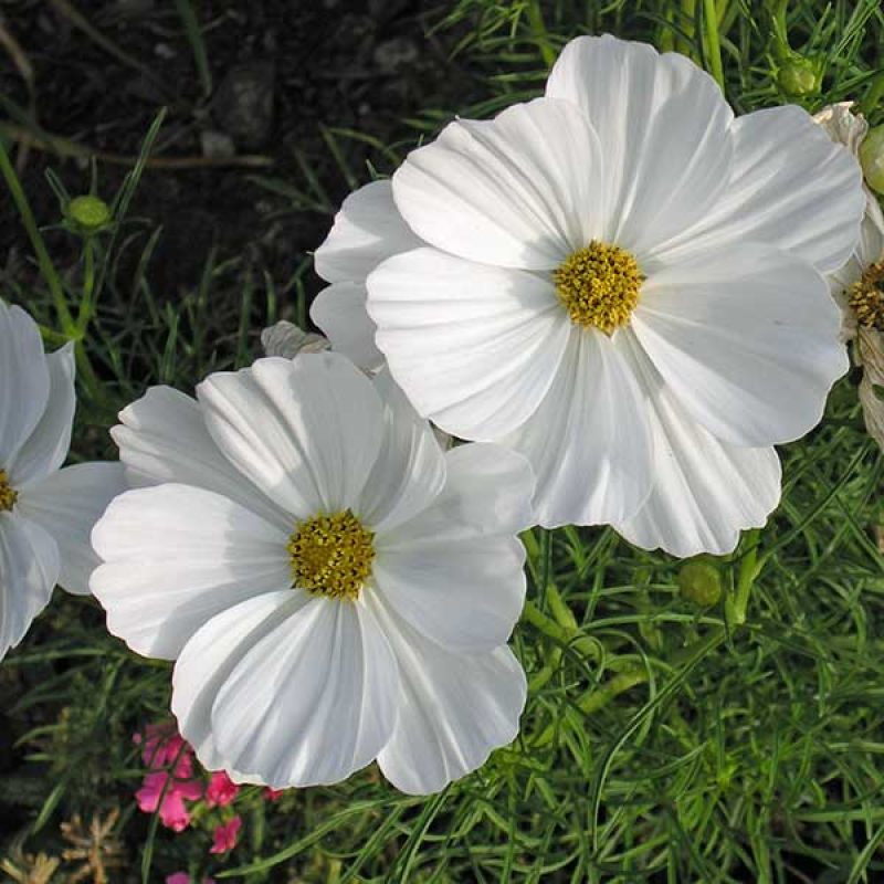 COSMOS Sensation Purity White | Image by Cliff Hutson 2.0 Generic (CC BY 2.0)