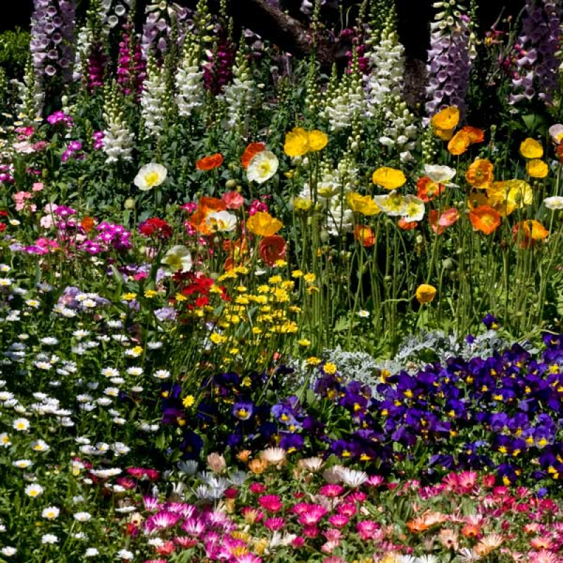 Cottage Garden Mix | Image by Sheba_Also 43,000 photos ShareAlike 2.0 Generic (CC BY-SA 2.0)