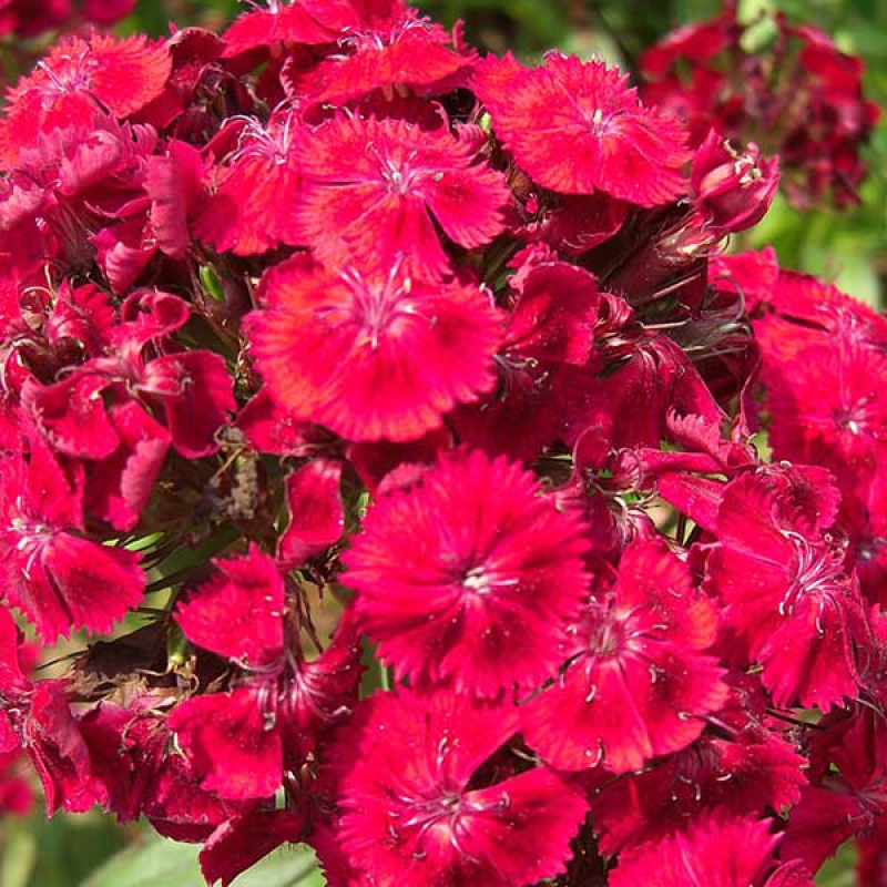 DIANTHUS deltoides Flashing Lights Scarlet | *Image by Swaminathan Creative Commons Attribution 2.0