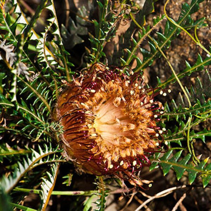 DRYANDRA tenuifolia | 