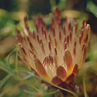 DRYANDRA tenuifolia