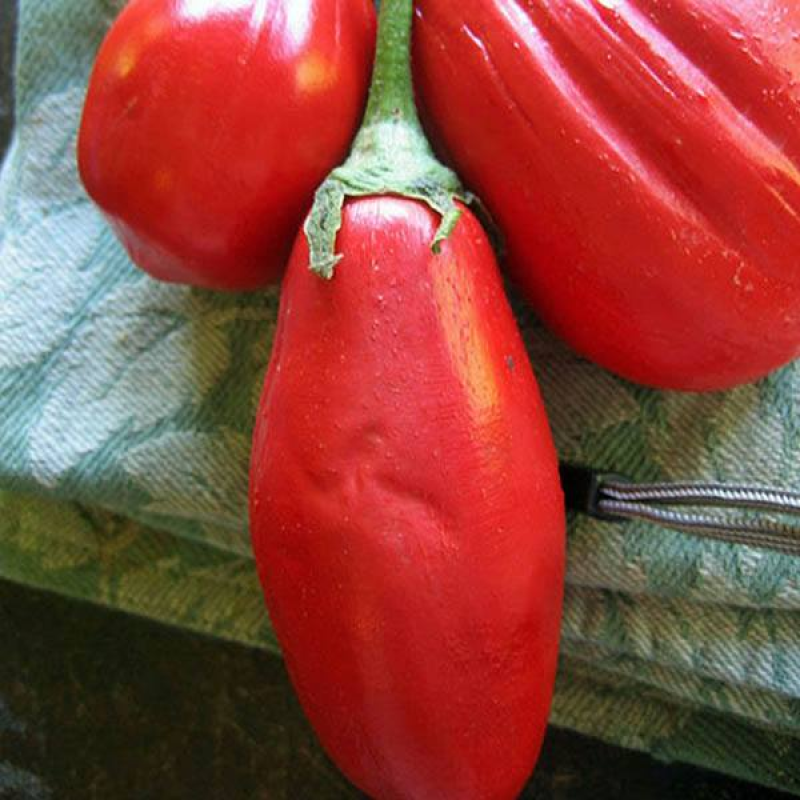 EGGPLANT Long Red | 