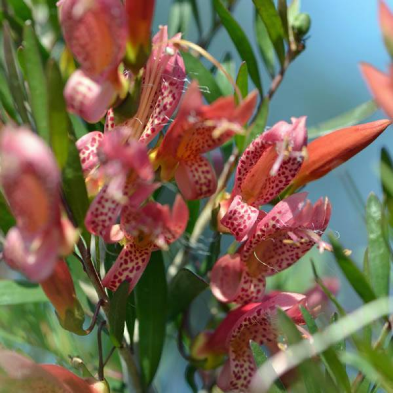 EREMOPHILA maculata | Native Fuchsia