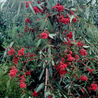 EUCALYPTUS lansdowneana | Red Flowered Box Mallee