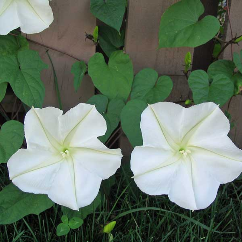 IPOMOEA alba - Moonflower | Image by Ed! (Photography) CC BY-SA 3.0, resized