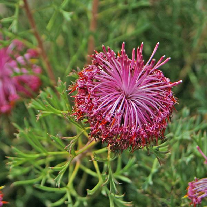 ISOPOGON dubius | Pincushion Cone Flower