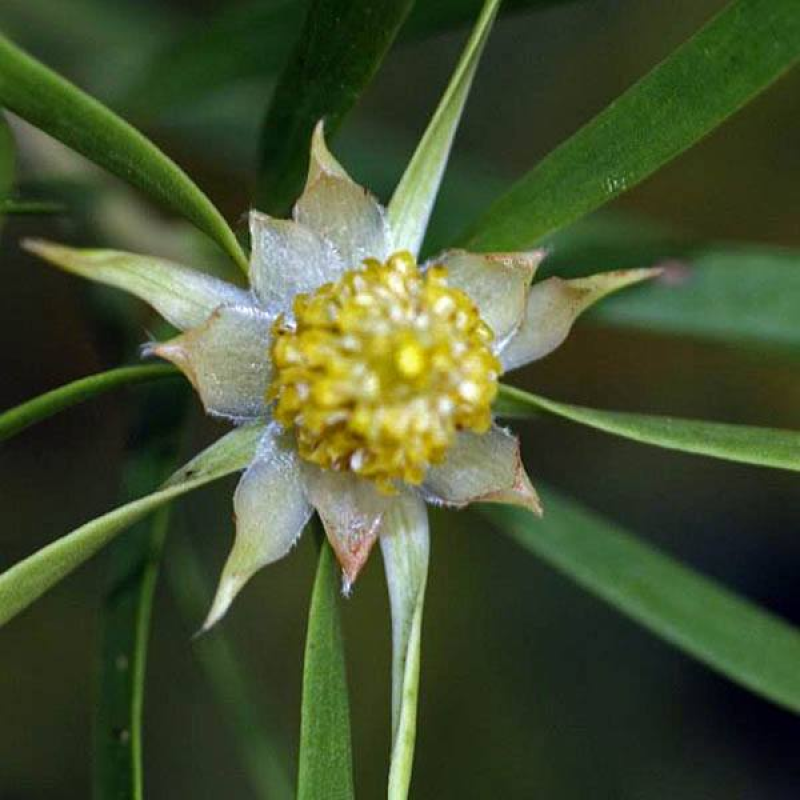 LEUCADENDRON salicifolium | 