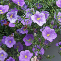 NIEREMBERGIA hippomanica | Cup Flower Purple Robe