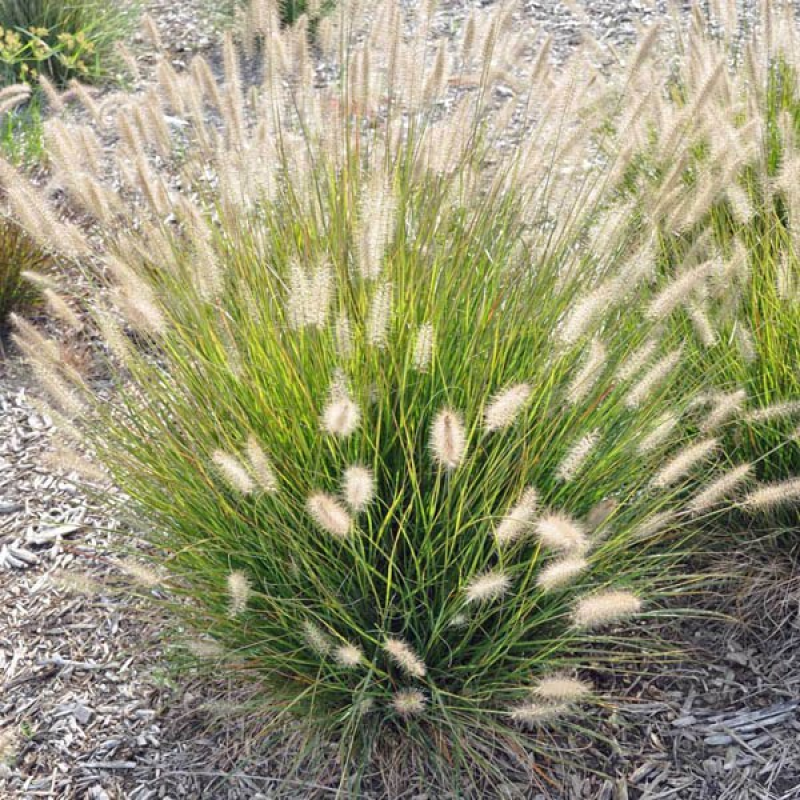 PENNISETUM alopecuroides | Swamp Foxtail Grass