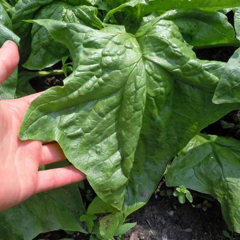SPINACH Bloomsdale Long Standing | 