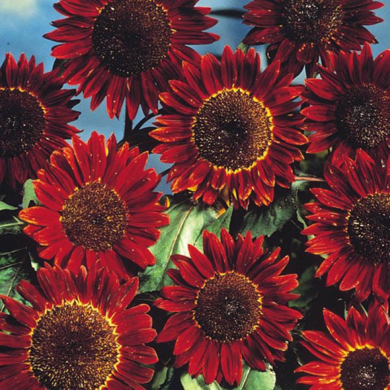 Sunflower Prado Red | 