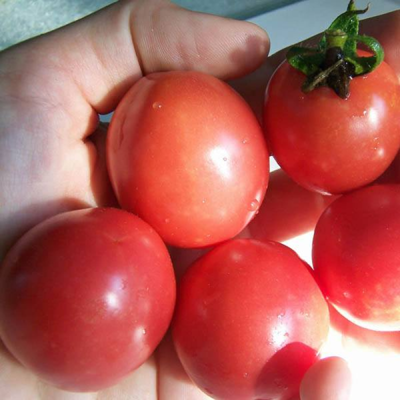 TOMATO Pearly Pink Cherry | 