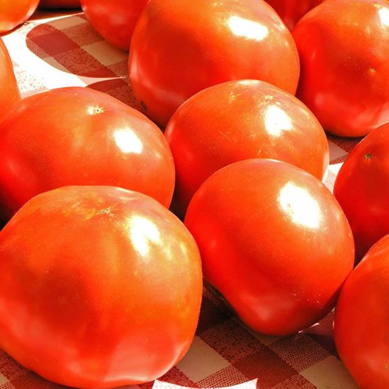 TOMATO Russian Red Heirloom | 