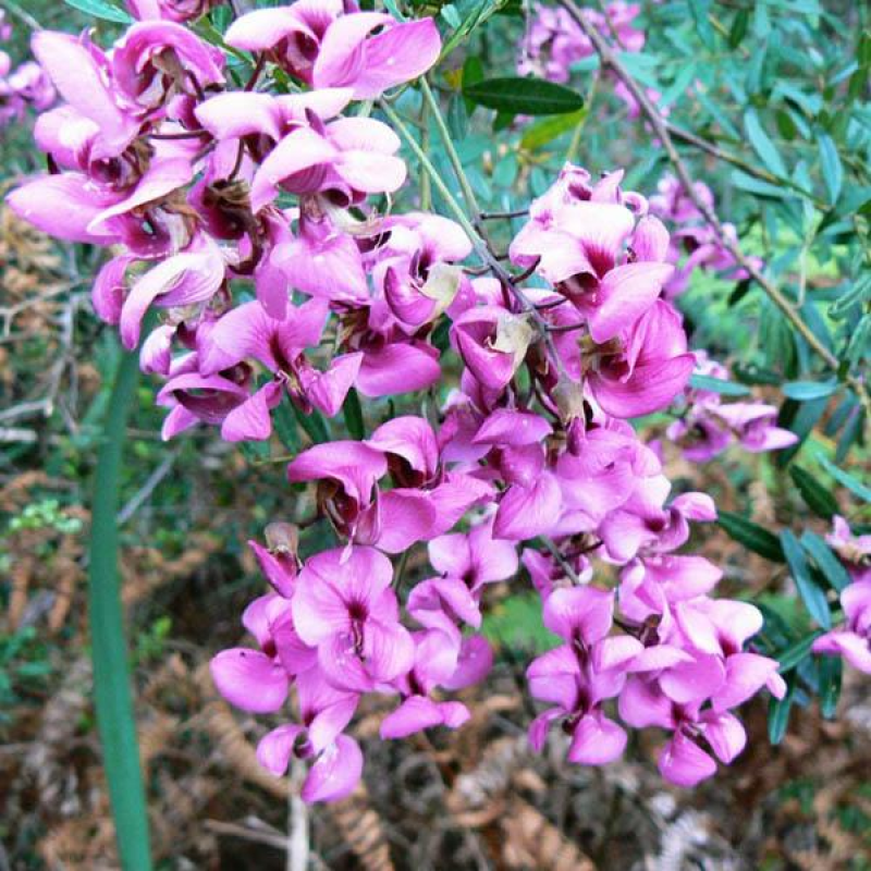 VIRGILIA oroboides | Blossom Tree