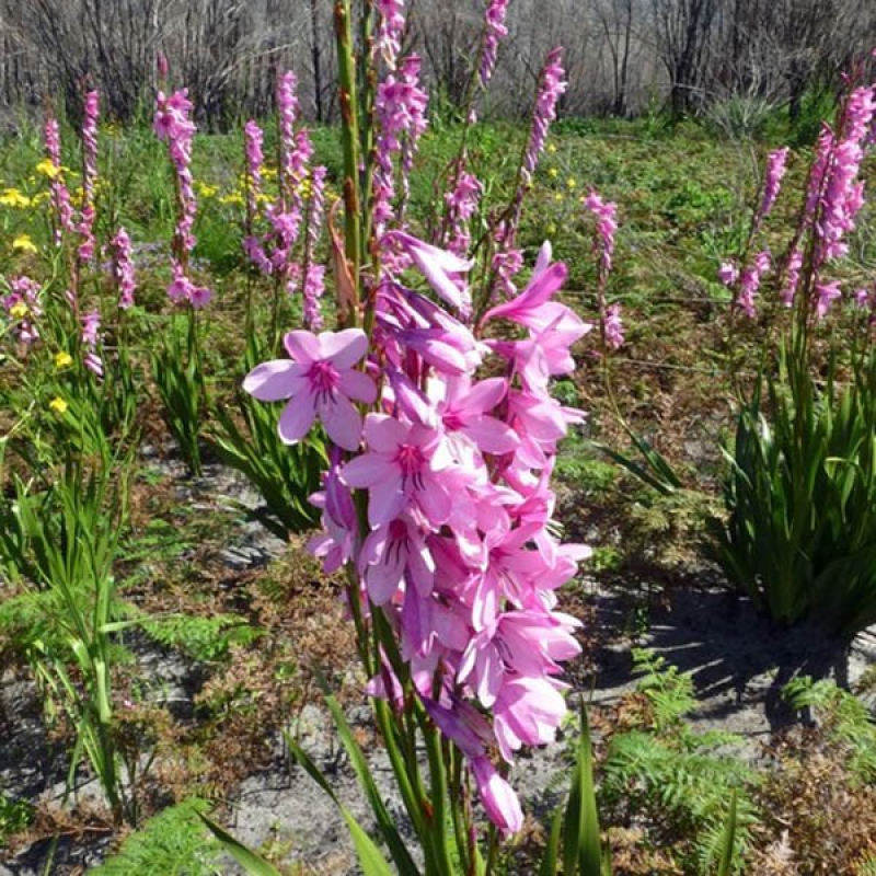 WATSONIA borbonica | Cape Bugle Lily