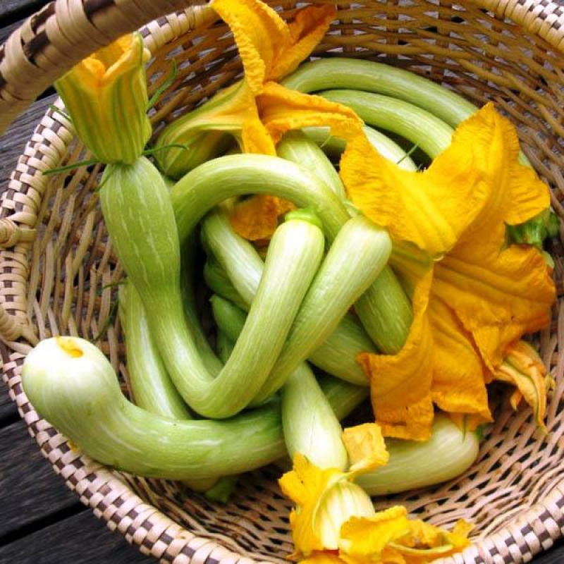 Zucchini Tromboncino | Young fruit