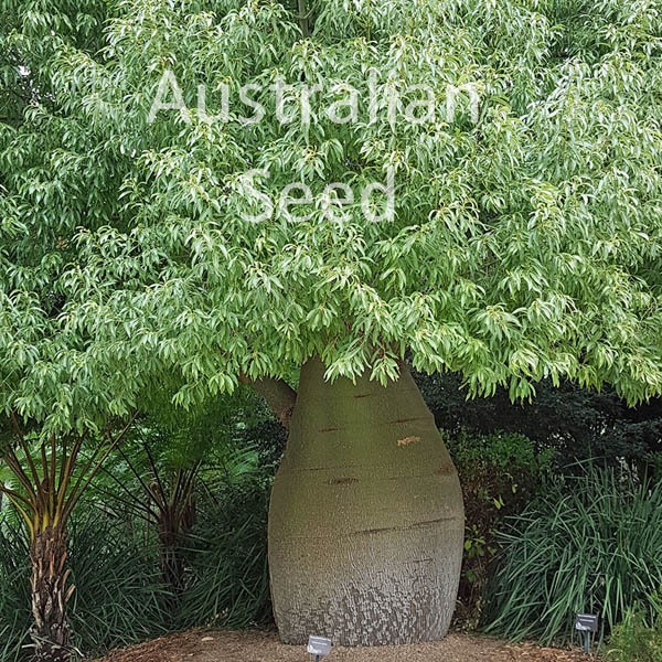 Buy BRACHYCHITON rupestris, Queensland Bottle Tree, seed