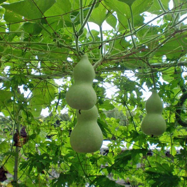 GOURD Giant Bottle Gourds Australian Seed