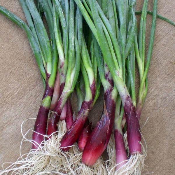 WELSH Onion Red Stem (Heirloom Organic) - Onion Family – Australian Seed