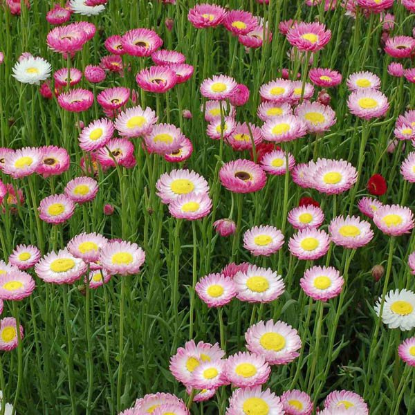 http://australianseed.com/persistent/catalogue_images/products/rhodanthe-yellow-centres.jpg