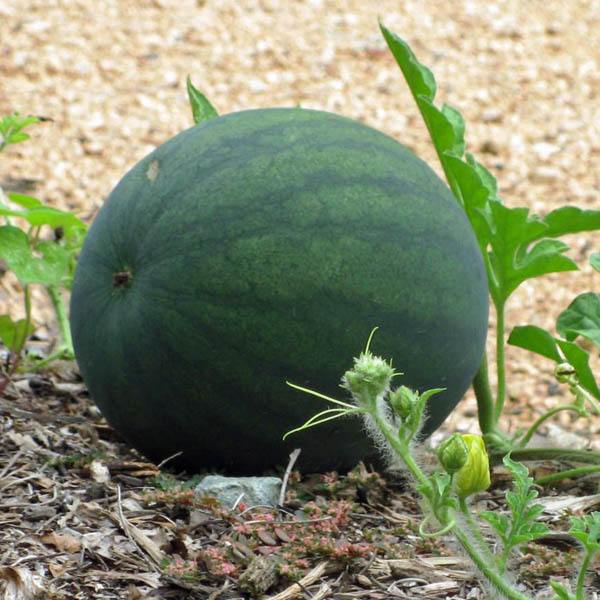 WATERMELON Sugar Baby - Melons – Australian Seed