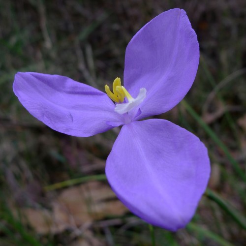 Patersonia (Native Iris)