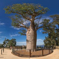 ADANSONIA gregorii - Australian Baobab