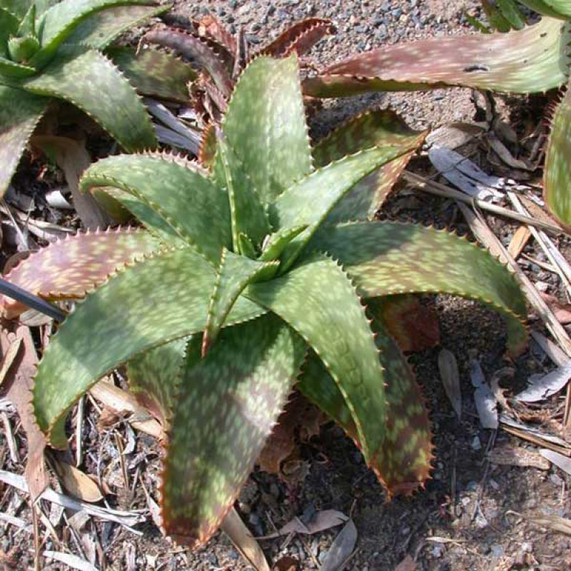 ALOE greatheadii - Spotted Aloe | 
