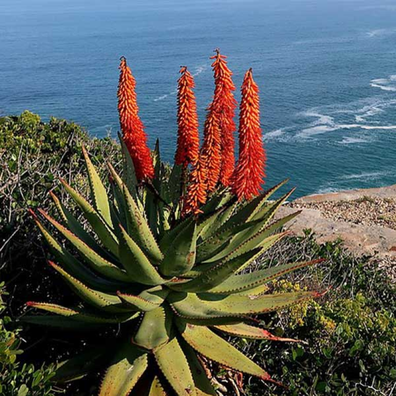 ALOE ferox - Cape Aloe | Image by Di Turner CC0 1.0 Universal Public Domain