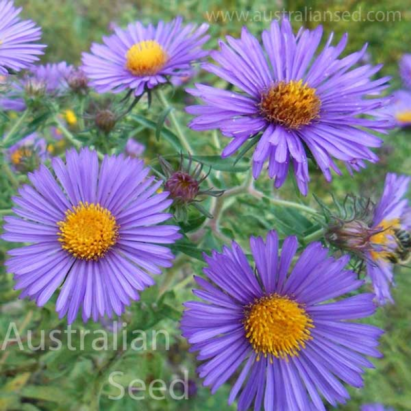 ASTER New England | 