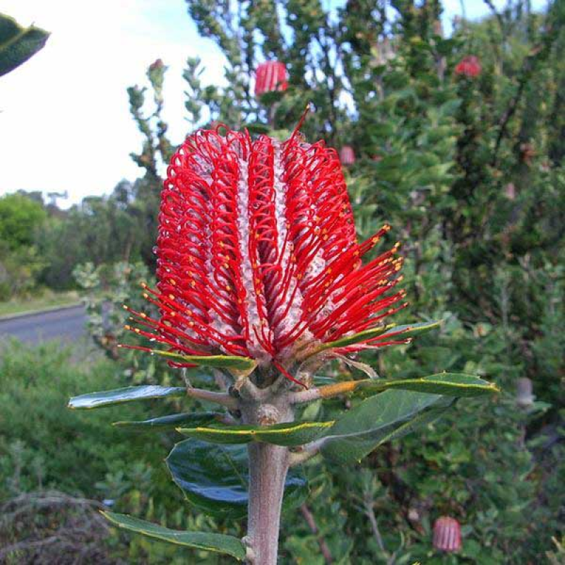  | Scarlet Banksia