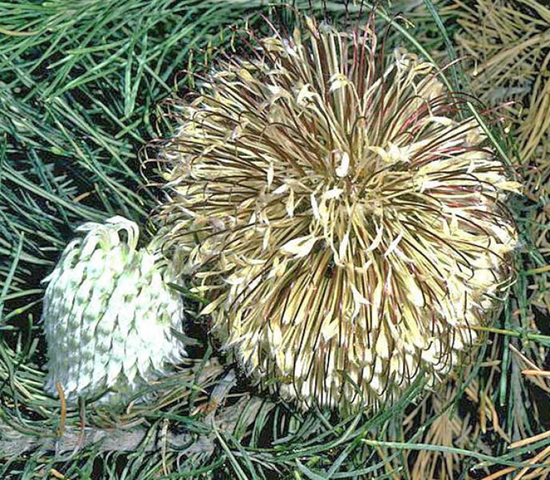 BANKSIA lanata - Coomallo Banksia | Image by Kevin Thiele CC BY 3.0 AU0