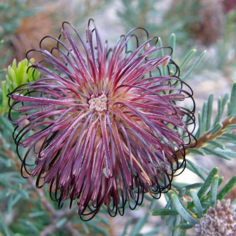 BANKSIA violacea | Violet Banksia