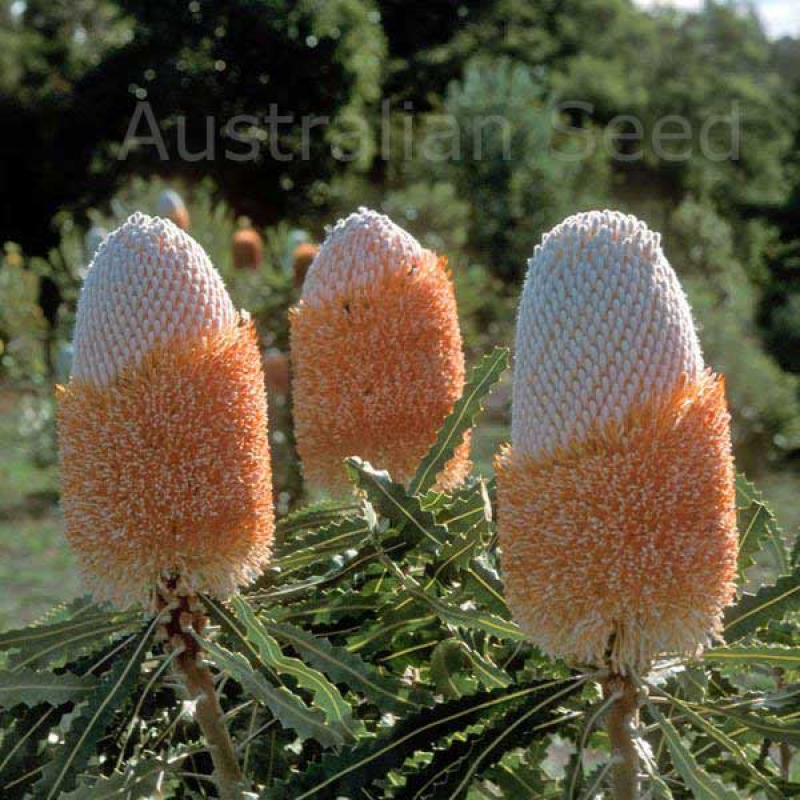 BANKSIA prionotes - Acorn Banksia | 
