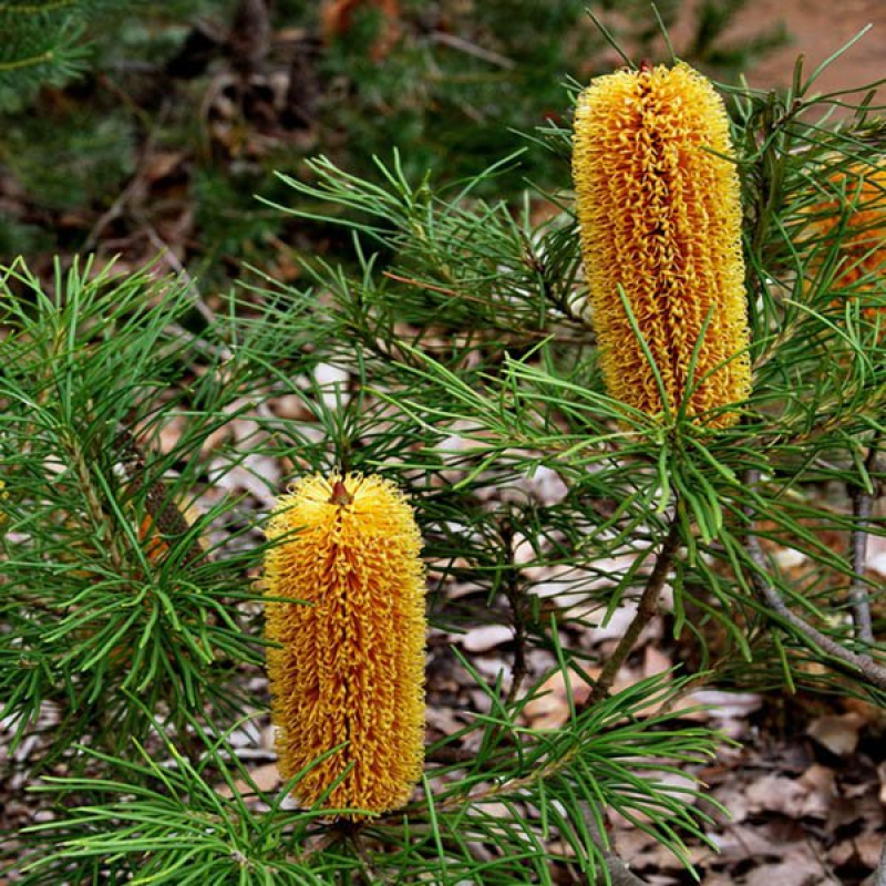BANKSIA spinulosa var. spinulosa | Hairpin Banksia