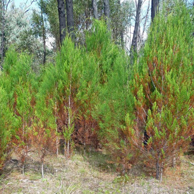  | Black Cypress Pine